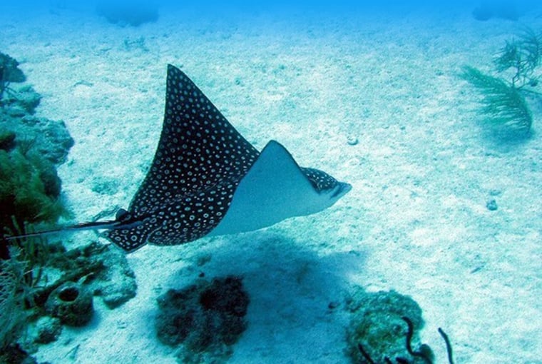 Diving Excursions in Bavaro, Punta Cana Dominican Republic