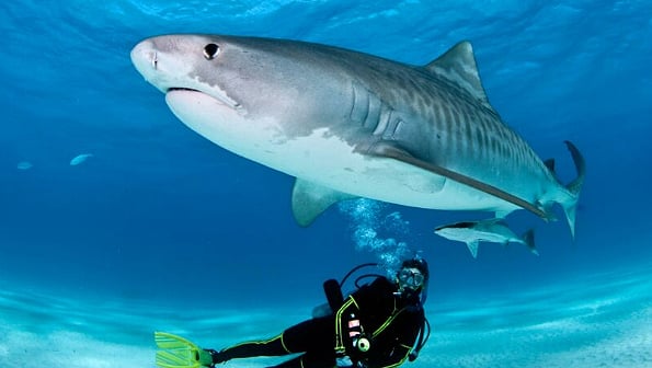 Shark Diving Punta Cana Dominican Republic - NAUTILUS Dive Center.
