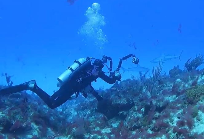 SHARK DIVING in Punta Cana Dominican Republic - NAUTILUS DIVE CENTER.