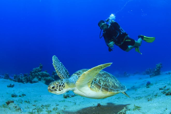 Best Diving Excursions in Punta Cana with NAUTILUS.